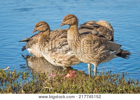 Immature Australian Wood Ducks (Chenonetta jubata) at Herdsman Lake in Perth, Western Australia.
