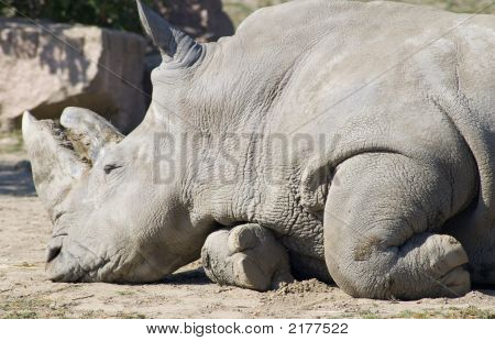 Nashorn-Hörner