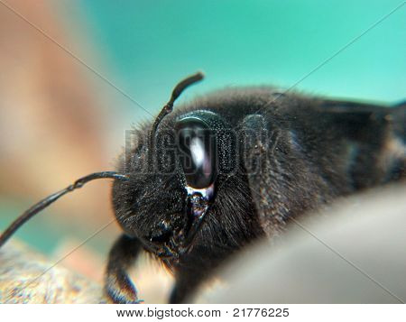Makro von einer riesigen schwarzen Hummel