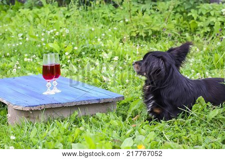 Black dog sitting on green grass and two glasses with homemade red wine on blue boards outdoors in countryside at summer.