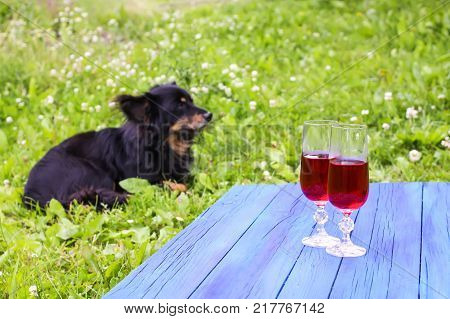 Black dog sitting on green grass and two glasses with homemade red vine on blue boards outdoors in countryside at summer.