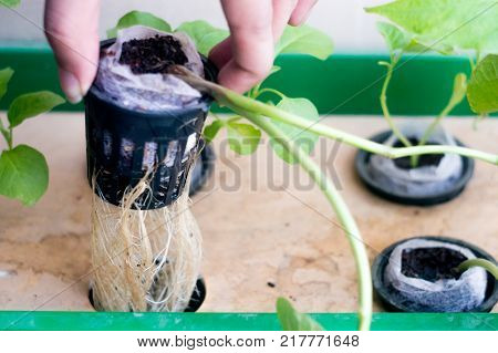 Hand holding up a net pot with coco coir medium with the roots and the stem of hte plant hanging down. Hydroponics is the new science innovation of growing plants to maximize their yeild and taste