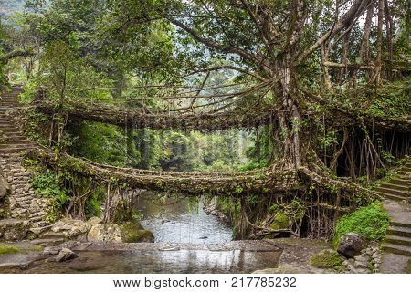 Living roots bridge near Nongriat village, Cherrapunjee, Meghalaya, India. This bridge is formed by training tree roots over years to knit together.