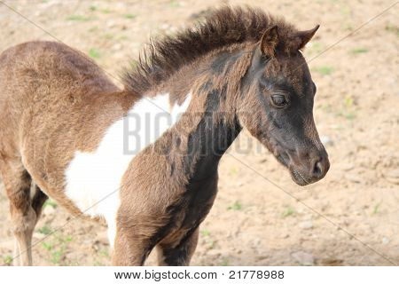 Pferd Fohlen