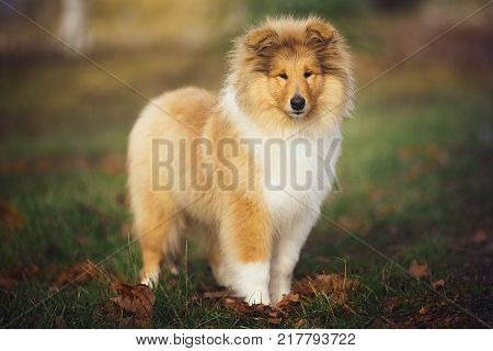Beautiful Sheltie dog on the nature. Furry collie dog on the grass.