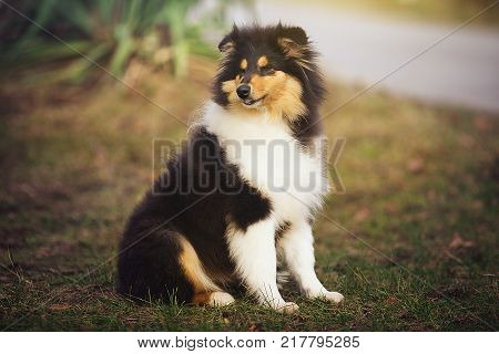 Beautiful Sheltie dog on the nature. Furry collie dog on the grass.