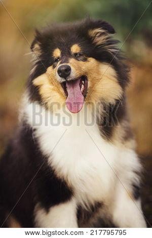 Portrait Beautiful Sheltie dog on the nature. Furry collie dog on the grass.