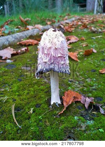 Shaggy Inkcap Mushroom in the Autumn Woods