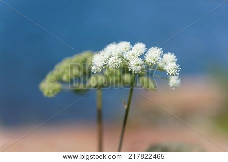 Closeup of white Queen Annes laces flower defocused blue background