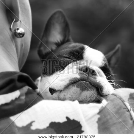 Ligge Boston terrier