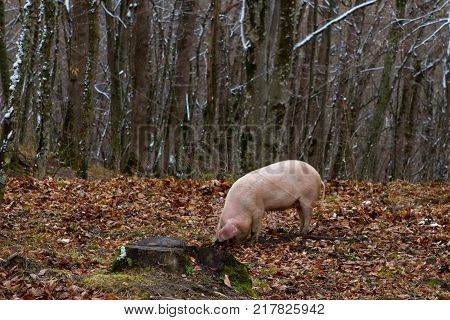 Pig in a mountain forest pigs in snow forest near farm