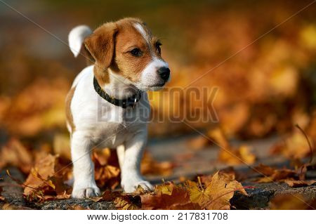 Dog breed Jack Russell Terrier walking in autumn park