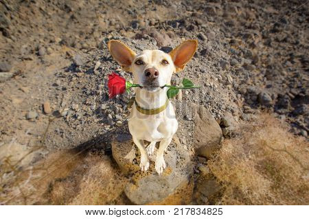 Dog Ready To Go For A Walk On Valentines