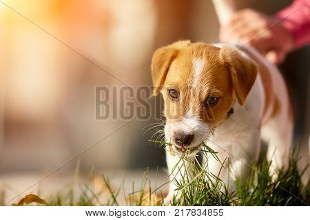 Dog breed Jack Russell Terrier walking in autumn park