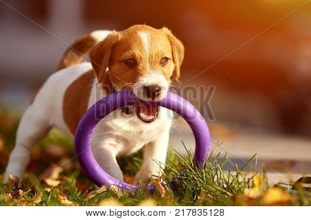 Dog breed Jack Russell Terrier walking in autumn park