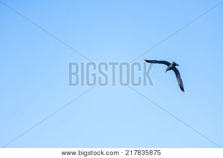 seagull flying high in the beautiful blue uncloudy sky with high speed