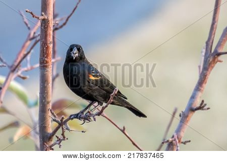 red-winged blackbird agelaius phoeniceus perched on a tree branch