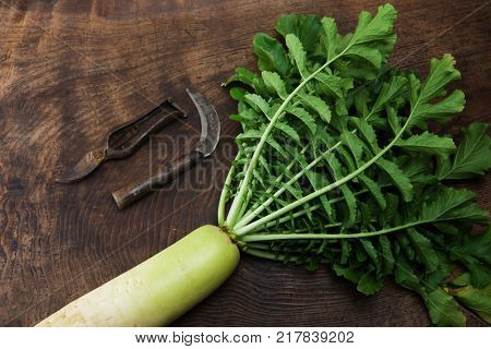 Fresh harvested Daikon radish with sickle and harvesting tools, leaves still intact, on a old grungy table.