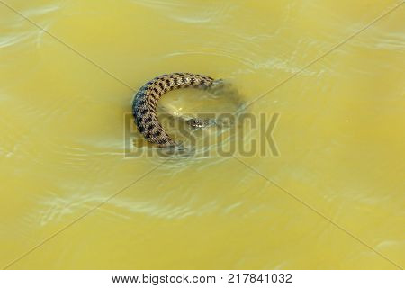 the snake eats fish. The snake hunts fish in the water, the snake catches the fish and wants to eat it