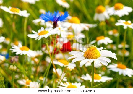 野生の花