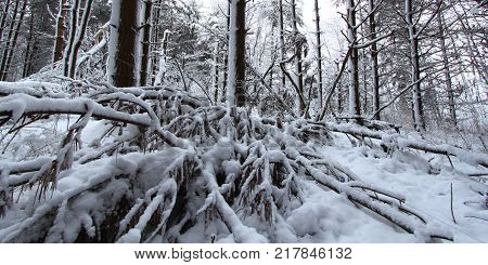 Winter scene in a forest at Rock Cut State Park Illinois