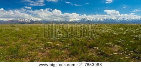 Panorama - Scenic view of beautiful snow-white mountain peaks and glaciers and steppe with feathergrass, blue sky, curly clouds