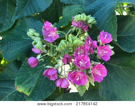 Pink Flowers With White Stems