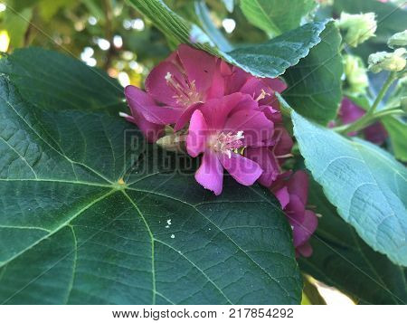 Pink Flowers With White Stems