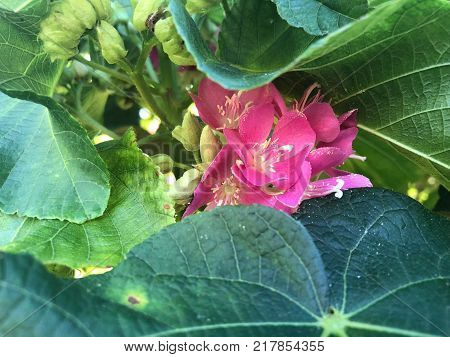 Pink Flowers With White Stems