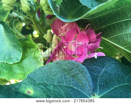 Pink Flowers With White Stems