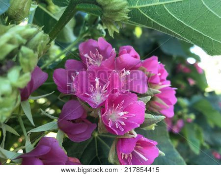 Pink Flowers With White Stems