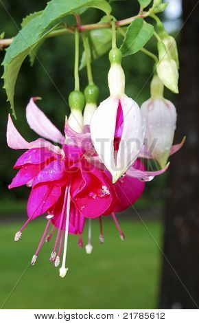 Fuchsia blomst