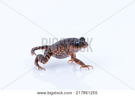 Leptobrachium chapaense (White-eyed Litter Frog) : frog on white background. Amphibian of Thailand