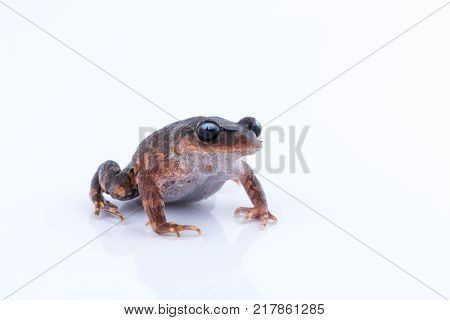 Leptobrachium chapaense (White-eyed Litter Frog) : frog on white background. Amphibian of Thailand