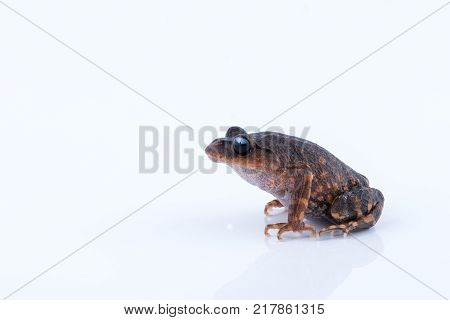 Leptobrachium chapaense (White-eyed Litter Frog) : frog on white background. Amphibian of Thailand