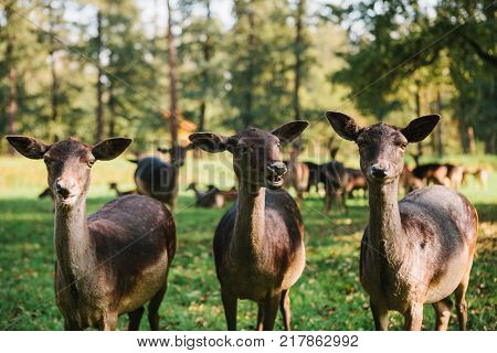 Three beautiful curious roes stand in the background of blurry herd in sunny autumn park and looking in to the camera