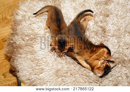 Three kittens of Abyssinian cat playing on a fur blanket.
