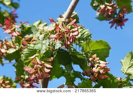 Branch Of Acer Ginnala