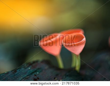 Mushrooms orange fungi cup ( Cookeina sulcipes ) on decay wood in the rain forest.