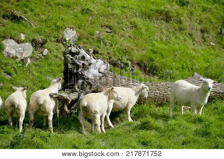 Sheep in the Doone Valley near the village of Malmsmead in Exmoor, North Devon