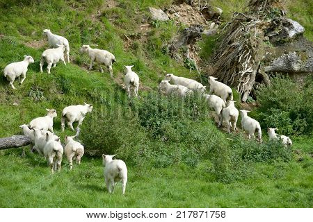 Sheep in the Doone Valley near the village of Malmsmead in Exmoor, North Devon