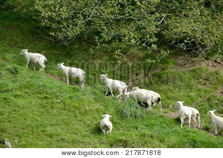 Sheep in the Doone Valley near the village of Malmsmead in Exmoor, North Devon