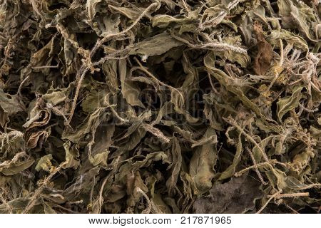 Organic dry Green or Holy Basil (Ocimum tenuiflorum) leaves on white background holy basil herb used in natural alternative herbal medicine
