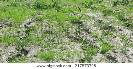 the decay of soil after a drought, the influence of an aggressive environment on nature.