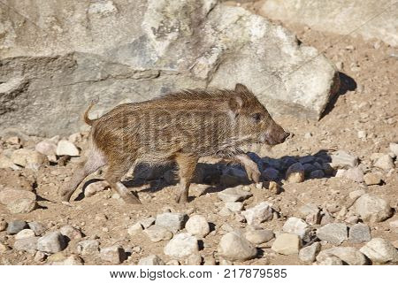 Young wild boar feeding on the ground. Animal wildlife. Horizontal