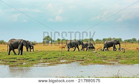 African Vista with a herd of elephants Puku Anteopes Baboons yellow billed stork and crested cranes against a natural lush green plains and bush background with a small river in the foreground. South Luangwa National Park Zambia Southern Africa