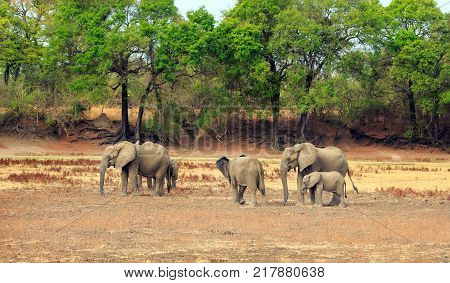 Herd of African Elephants standing on the dry riverbank with a natural bush and forest background in South Luangwa National Park Zambia Southern Africa