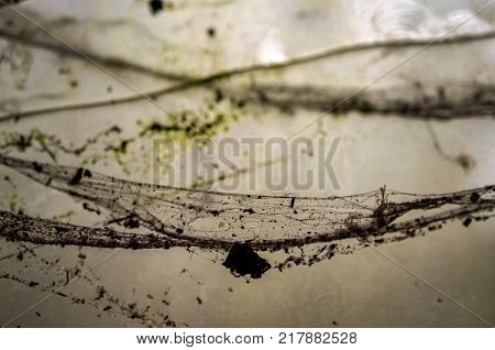 natural coweb or spider webs growing in corner of lost building