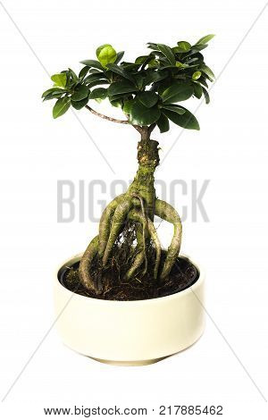 ficus bonsai tree isolated on a white background