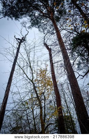 dead tree branches rise in the grey sky